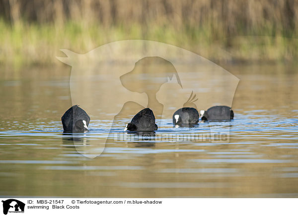 swimming  Black Coots / MBS-21547