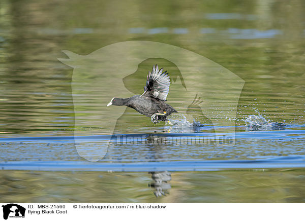 fliegendes Blsshuhn / flying Black Coot / MBS-21560
