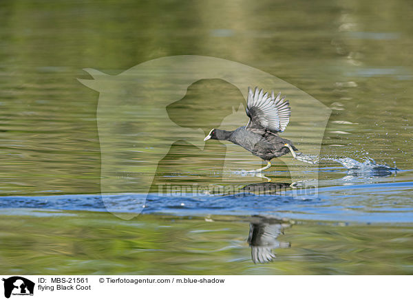 flying Black Coot / MBS-21561