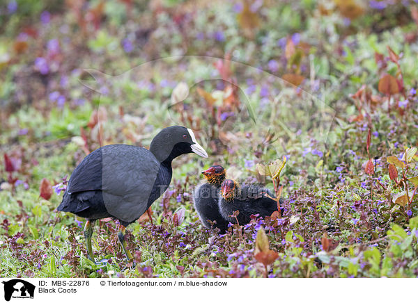 Blsshhner / Black Coots / MBS-22876