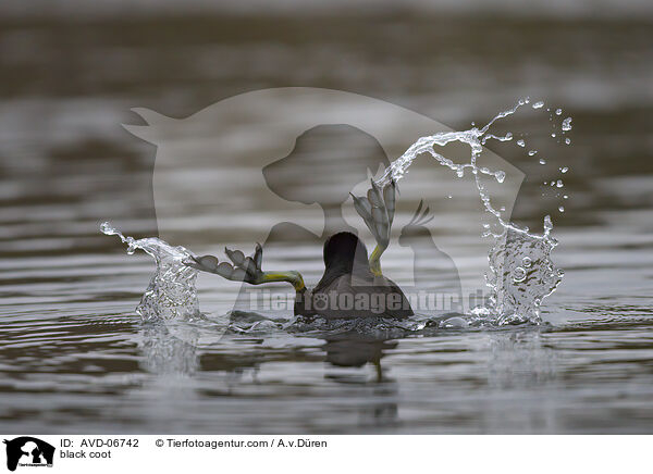 black coot / AVD-06742