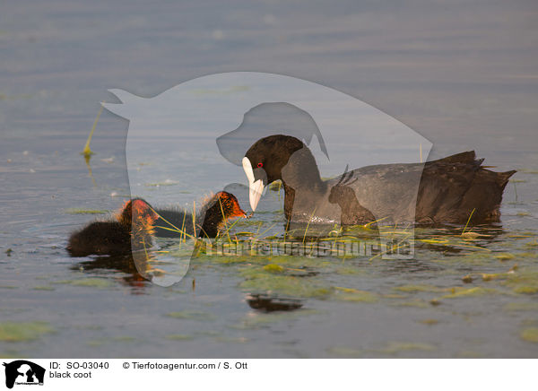 Blsshhner / black coot / SO-03040