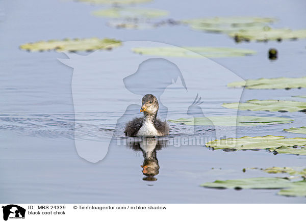 black coot chick / MBS-24339