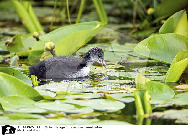 black coot chick / MBS-24341
