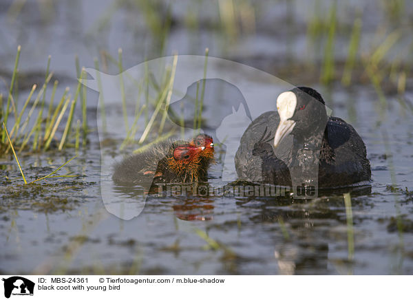 black coot with young bird / MBS-24361