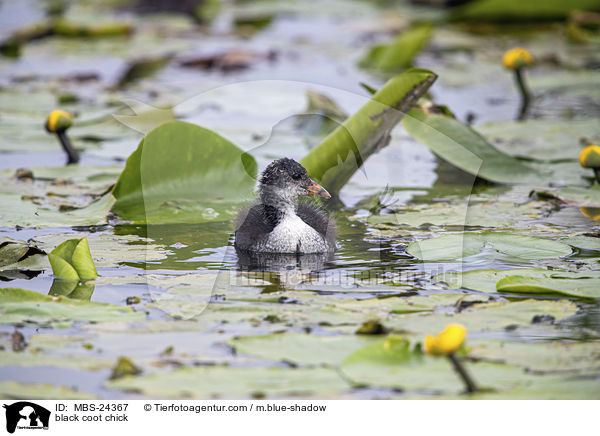 black coot chick / MBS-24367