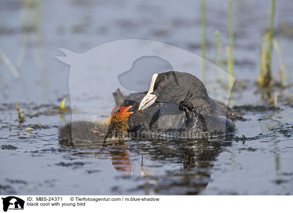 Blsshuhn mit Jungvogel / black coot with young bird / MBS-24371