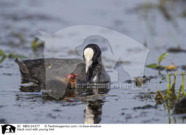 black coot with young bird / MBS-24377