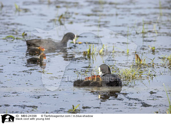 Blsshuhn mit Jungvogel / black coot with young bird / MBS-24398