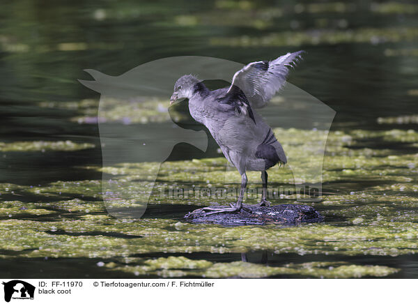 Blsshuhn / black coot / FF-11970