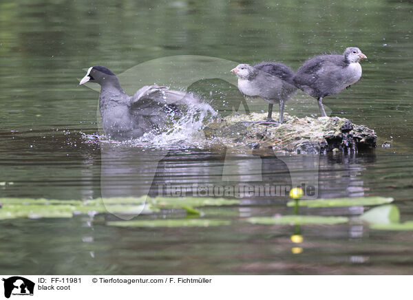 Blsshuhn / black coot / FF-11981