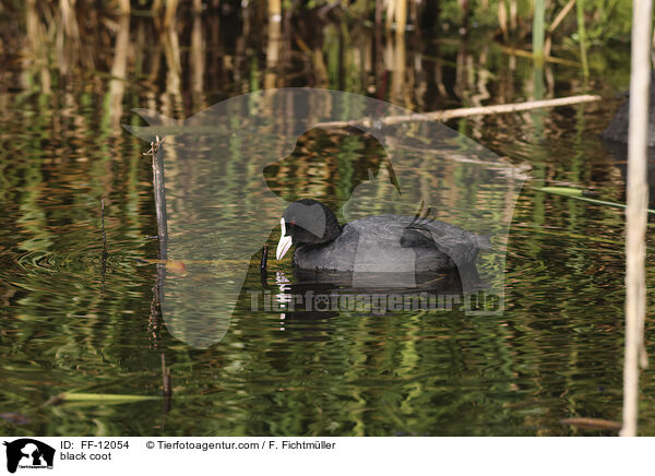 Blsshuhn / black coot / FF-12054