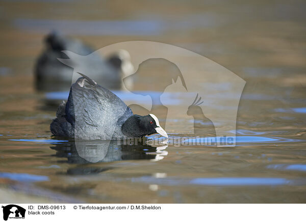 Blsshhner / black coots / DMS-09613