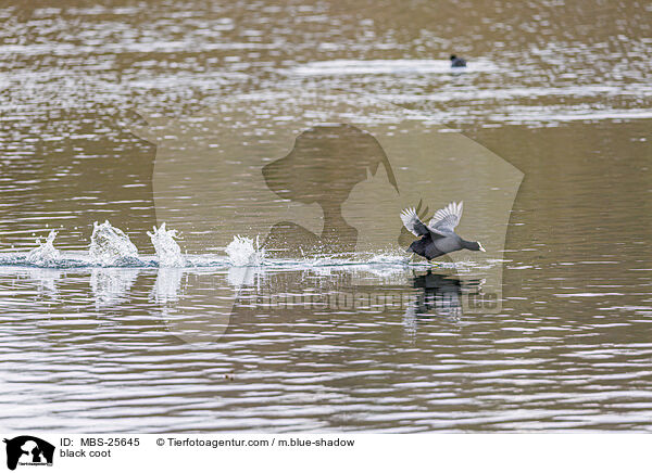 Blsshuhn / black coot / MBS-25645