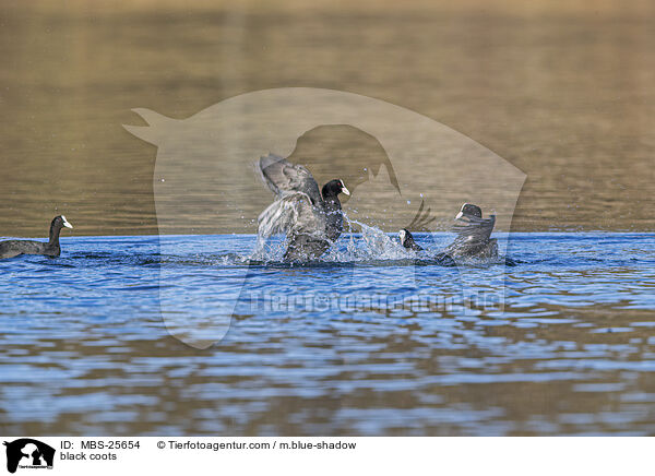 black coots / MBS-25654