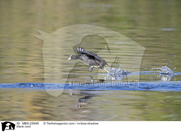 black coot / MBS-25698