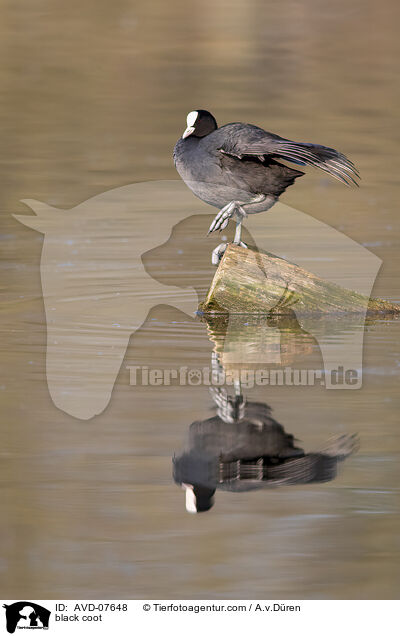 Blsshuhn / black coot / AVD-07648