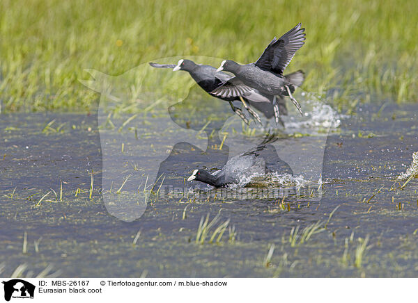 Eurasian black coot / MBS-26167