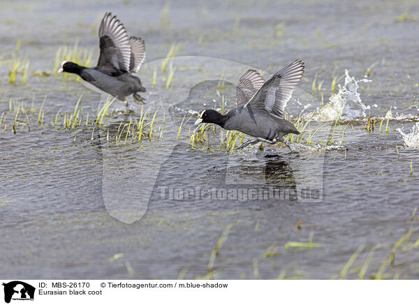 Blsshuhn / Eurasian black coot / MBS-26170