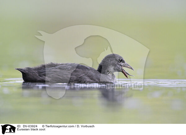 Eurasian black coot / DV-03924