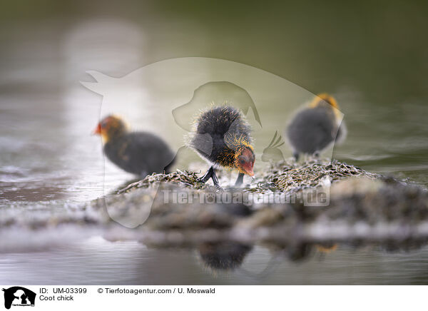 Coot chick / UM-03399