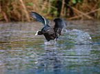 Eurasian coot