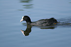 eurasian coot