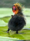 Eurasian coot chicken