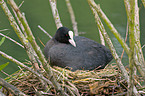 Eurasian coot