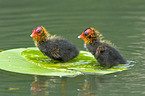 Eurasian coot chicken