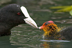 Eurasian coot chicken