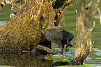 Eurasian coot chicken