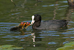 Eurasian coot with chicken