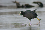 Eurasian coot