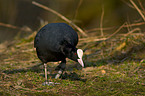 Eurasian coot