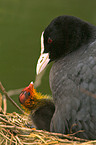 Eurasian coot with chicken