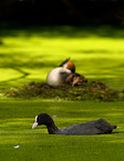 eurasian coot