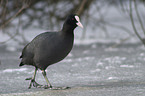 eurasian coot