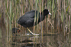 eurasian coot