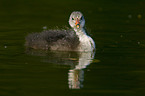 eurasian coot fledgling