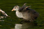 eurasian coot fledgling