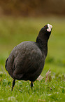 Eurasian Coot