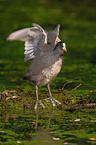 Eurasian Coot