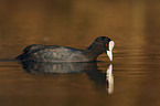 Eurasian Coot