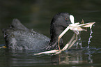 Eurasian coot nest-building