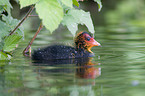 Eurasian coot fledgling