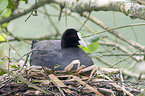 brooding Eurasian coot