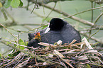 brooding Eurasian coot