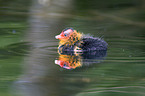 Eurasian coot fledgling