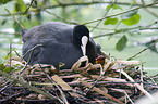 brooding Eurasian coot